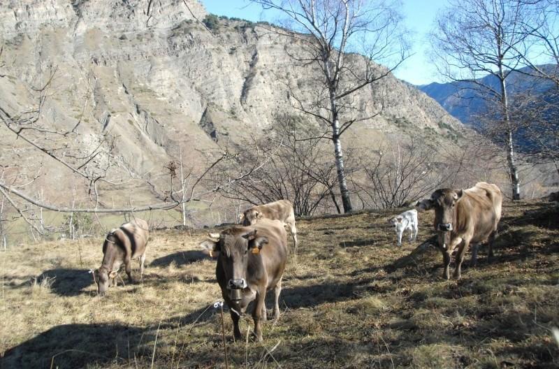Casa Rural Casa Colom Espot Eksteriør billede